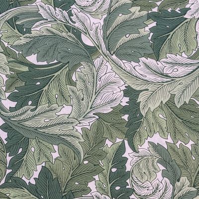 Acanthus, Green